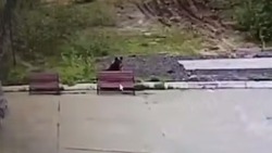 Любопытный медведь напугал сотрудника аэропорта в Охе