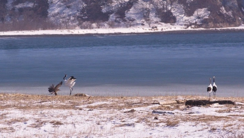 Туристам рассказали о лучших сувенирах с Курильских островов