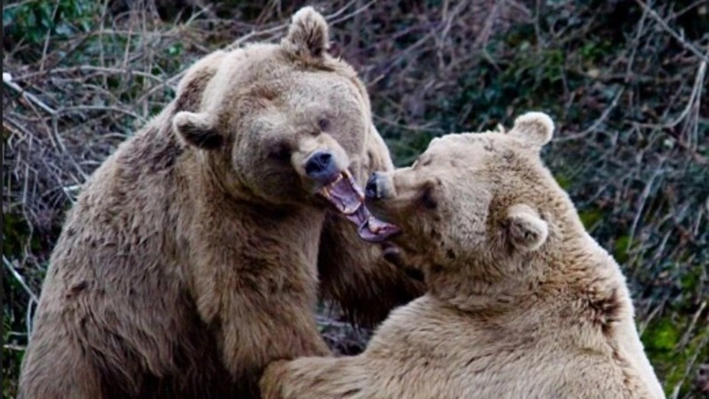 Опасные медведи, спорт и происшествия: главные новости выходных на Сахалине