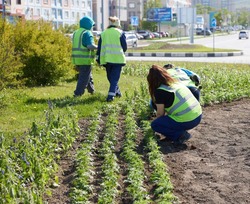 Одну из центральных клумб Южно-Сахалинска украсят 12 тысяч цветов