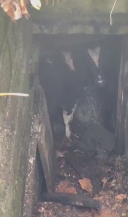 Одинокая корова попала в яму в Корсакове 17 октября
