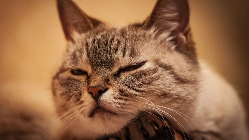 В России зарегистрировали первый случай коронавируса у кошки