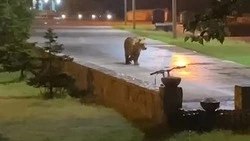 Огромный медведь прогуливался в бухте Оля на Итурупе 