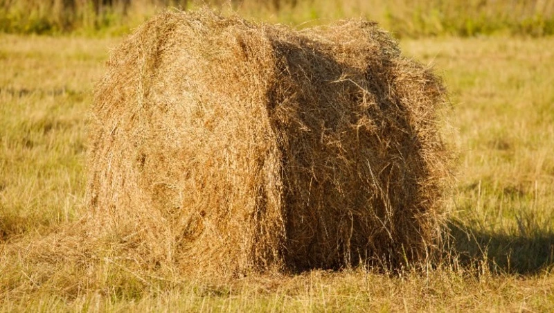 Церковный праздник 20 июля 2024: что нельзя делать в этот день, приметы