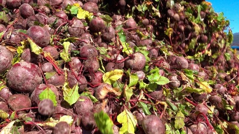 Предприятия Сахалина собрали 47 тысяч тонн картофеля в 2022 году