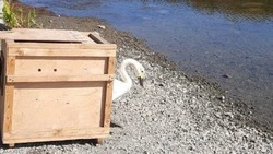 Лебедя выпустили на волю после реабилитации в Сахалинском зооботпарке