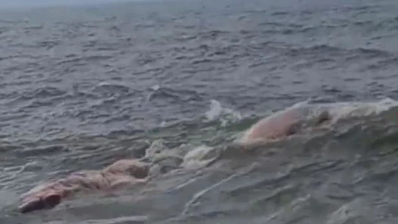 Тела мертвых морских обитателей прибило к берегам Сахалина