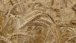 Россия закрывает экспорт пшеницы и сахара в страны ЕАЭС