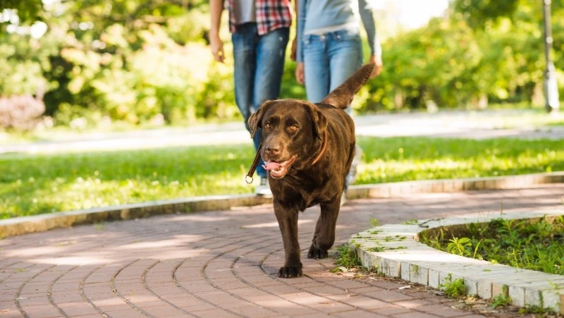 В селе Ключи появятся площадки для выгула собак