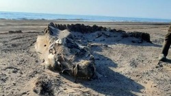 «Динозавр?»: труп неизвестного существа выбросило в Александровске-Сахалинском