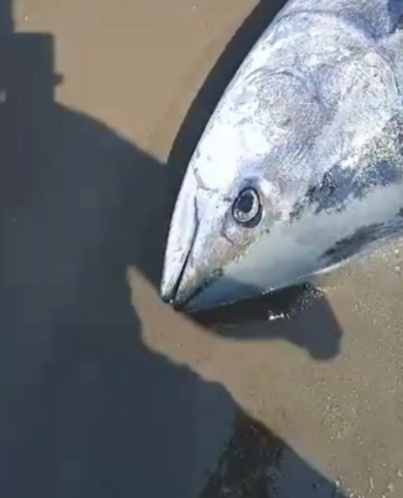 «Вот это поездочка!»: жители Сахалина нашли крупного живого тунца на Анивском пляже