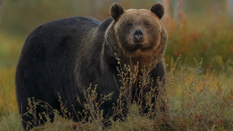 Неожиданная встреча: перепуганный медведь покусал мужчину на Итурупе