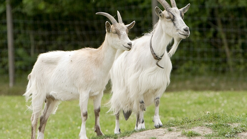 Пришла коза рогатая