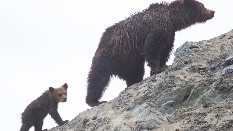 Неизвестные собирают деньги на «пластику» для хабаровчанина, подранного медведицей на Курилах