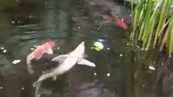 Танцующая стерлядь развлекает отдыхающих в санатории на Сахалине — ВИДЕО