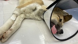 Сбитому скорой щенку в Поронайске не хватает денег на реабилитацию 