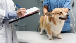 Более 28 тысяч питомцев поставили на учет на Сахалине