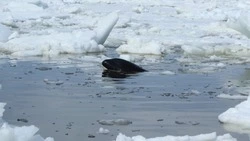 СМИ: краснокнижные косатки спаслись из ледовой западни у побережья Японии