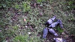 Крысы и голуби атаковали дворы в Поронайске 