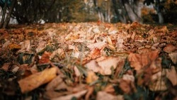 Северный ветер с дождями накроет Южно-Сахалинск 2 ноября