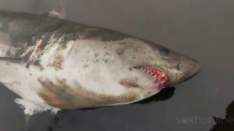 У берегов Сахалина участились случаи нападения белых акул на рыбацкие суда