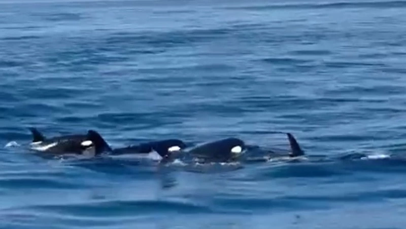 Балет косаток заснял очевидец у берегов Итурупа