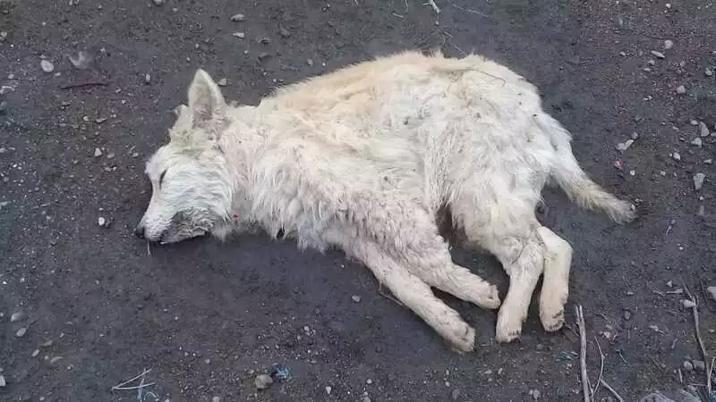 Мэр Холмска шокирован отравлением бездомных собак в городе