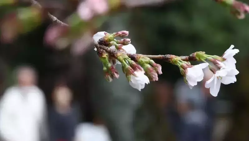 В Токио объявили о начале сезона цветения сакуры