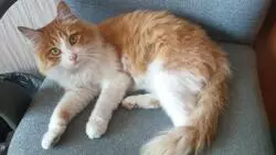 Надежды рыжей скиталицы