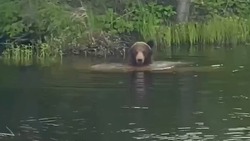 Медведей на летнем отдыхе сняли очевидцы на Сахалине и Курилах