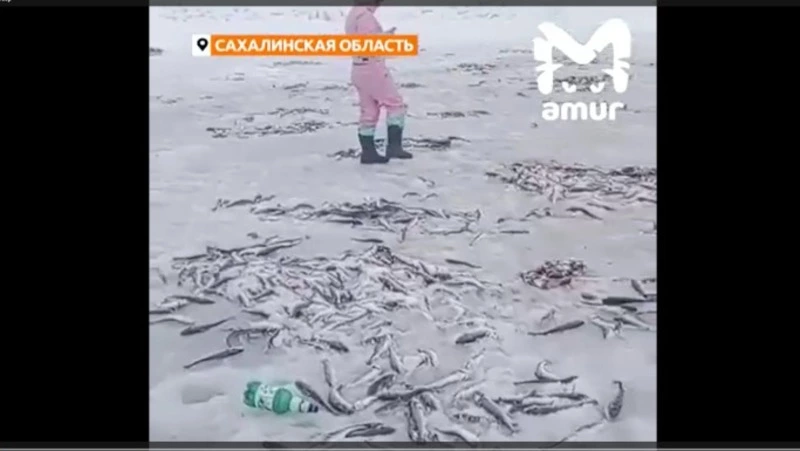 Просто выбрасывают: в сети появилось видео с сотнями тушек выловленной наваги на Сахалине