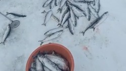 Рыбаки ринулись за селедкой на озеро в Красногорск 27 декабря