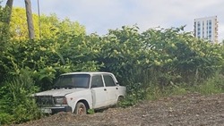 Жителей Южно-Сахалинска возмутили брошенные в кустах автомобили 