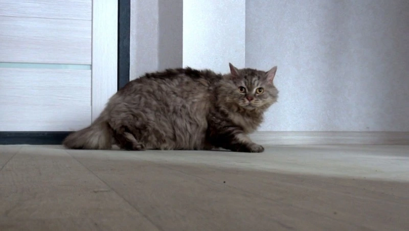 Более ста семей переедут в новый дом на переулке Горького в Ново-Александровске