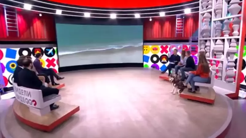 Собаки-левретки из Южно-Сахалинска пережили 9-часовой перелет, чтобы попасть на «Первый канал»