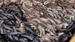 Свежую мойву по 40 рублей за килограмм привезли в Южно-Сахалинск днем 18 апреля