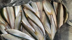 Сахалинцы похвастались в соцсетях хорошим воскресным уловом корюшки