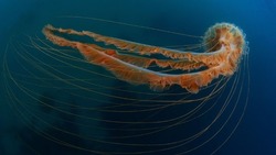 Сахалинцам показали одинокую медузу с острова Монерон