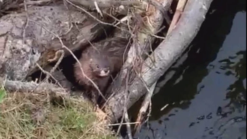 Ученые рассказали о следах европейской норки на Курилах