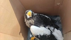 Лесничие Макаровского района спасли краснокнижного орлана