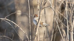 Народные приметы на 17 февраля 2024: что нельзя делать на Николу Студеного