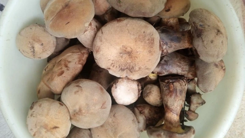 Грибы ведрами начали продавать в Углегорском районе 