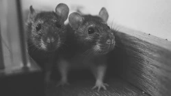 Подробнее о дератизации: памятка от мэрии Южно-Сахалинска 