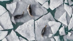 Фотофакт: тюлени нежатся на первом льду озера Изменчивое
