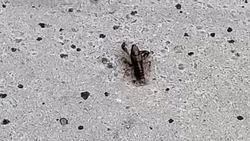 «Ползет со Дня города»: живой рак на городской улице удивил охинцев