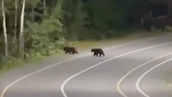 Двух медвежат заметили на «Горном воздухе» в Южно-Сахалинске