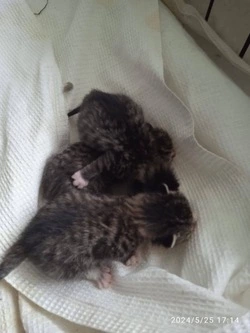 В Поронайском районе неизвестные положили котят в пакет и бросили умирать