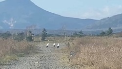 «Болото журавлей»: стаю редких японских птиц запечатлели на Южных Курилах