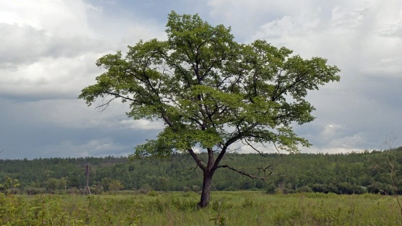Сахалинский вяз: священное дерево острова