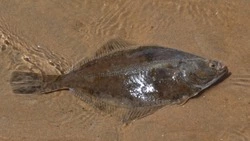 Рыбу по 96 рублей за килограмм привезли в Южно-Сахалинск утром 23 ноября